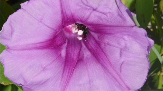 Abeille, ipomée et pollen