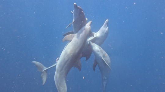 Accouplement de Dauphins Tursiops dans le lagon de Mayotte