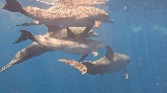 Accouplement de dauphins Tursiops dans le lagon de Mayotte