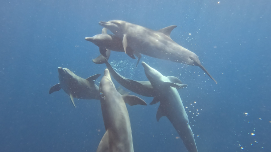 Accouplement de Dauphins Tursiops dans le lagon de Mayotte