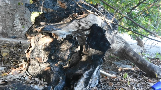 Arbre brulé par les voulés