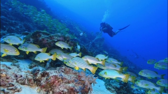 Banc de poisson passe bateaux