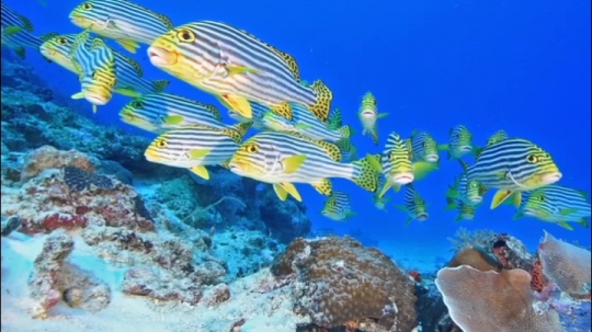 Banc de poisson passe bateaux