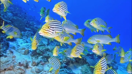 Banc de poisson passe bateaux