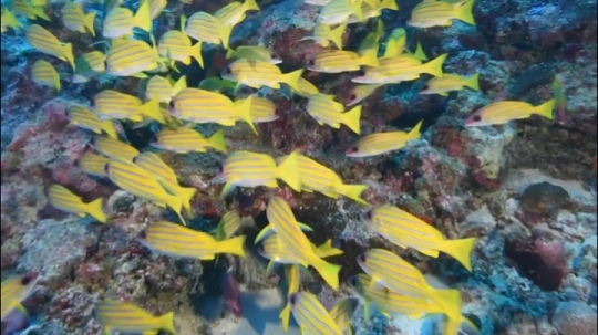 Banc de poisson passe bateaux