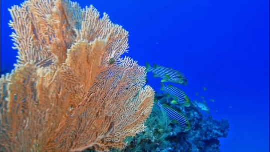 Banc de poisson passe bateaux