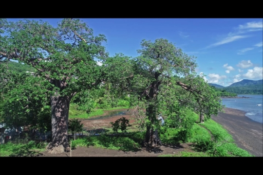 Baobab de Moutsamoudou