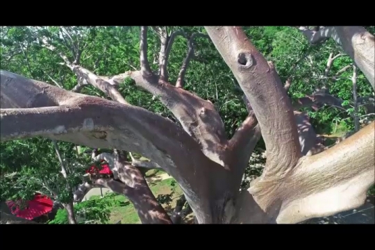 Baobab de Musical Plage