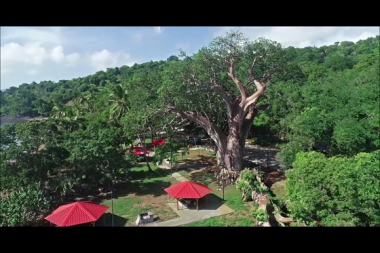 Baobab de Musical Plage