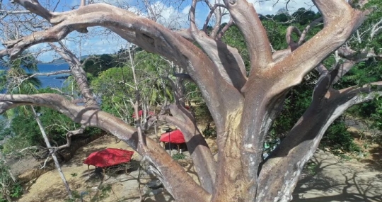 Baobab de musical plage