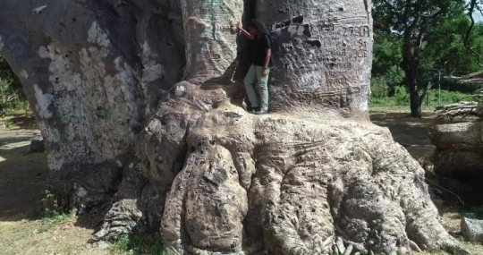 Baobab de musical plage