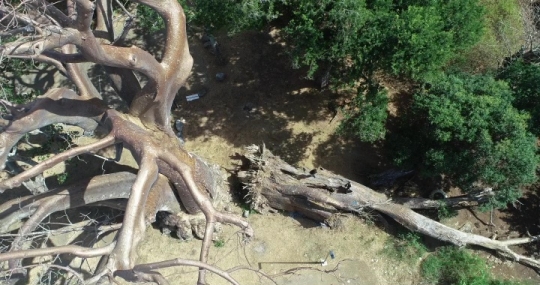 Baobab de musical plage