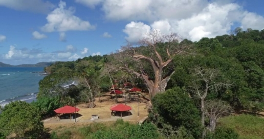 Baobab de musical plage