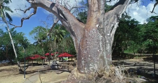 Baobab de musical plage
