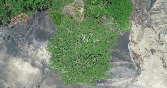Baobab et plage après les pluies