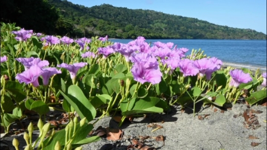 Botanique d'arrière plage