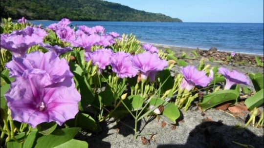 Botanique d'arrière plage