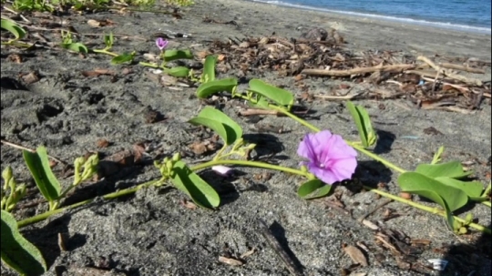 Botanique d'arrière plage