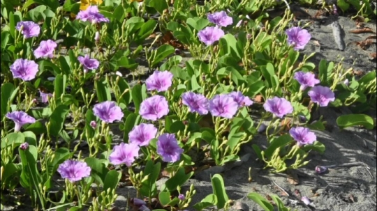 Botanique d'arrière plage