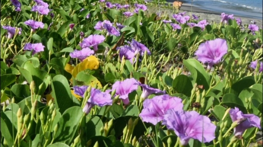 Botanique d'arrière plage