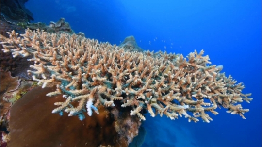 Corail de Chira Rani
