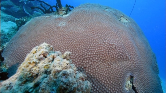 Corail de Chira Rani