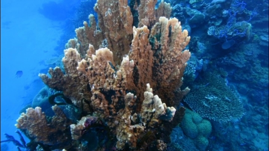 Corail de Chira Rani