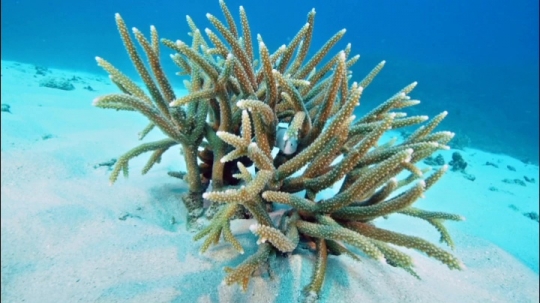 Corail de Chira Rani