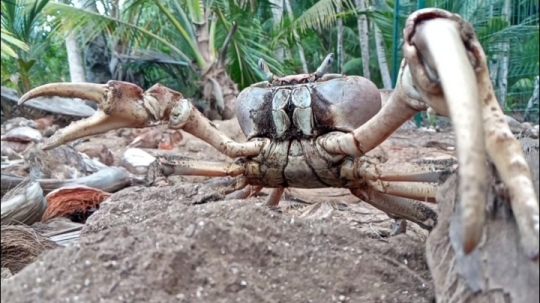 Crabe de mangrove