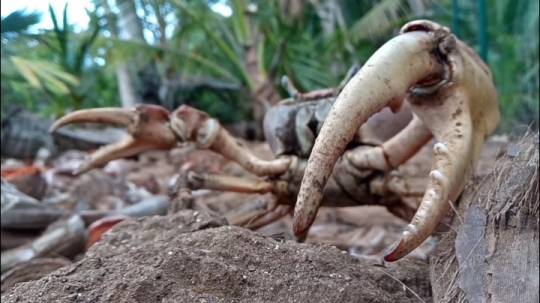 Crabe de mangrove
