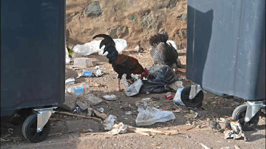 Déchet dans les rues de Sada - Coq et poule font les poubelles