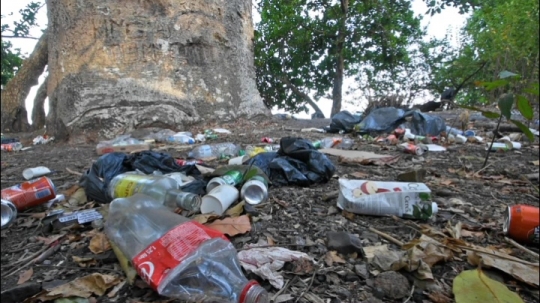 Déchets de voulés sur les plages