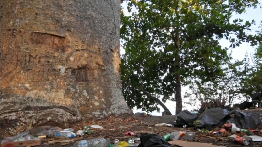 Déchets de voulés sur les plages
