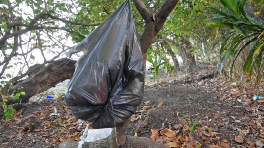 Déchets de voulés sur les plages