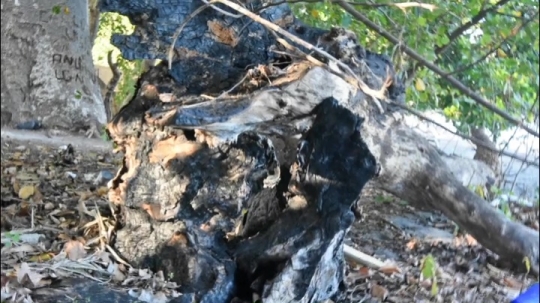 Déchets de voulés sur les plages