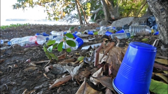 Déchets des voulés sur les plages