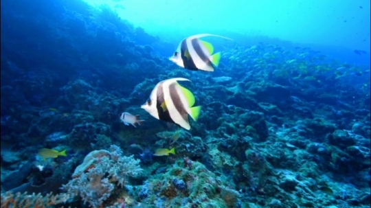 Fonds sous-marins passe bateaux