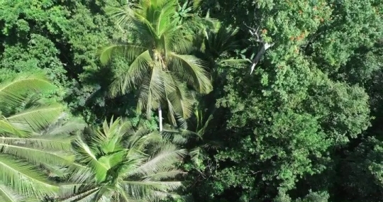 Forêt à M'Tsangamouji