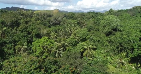 Forêt à M'Tsangamouji