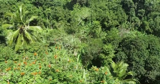 Forêt à M'Tsangamouji