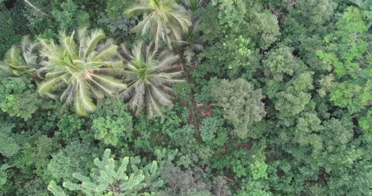 Forêt de M'Tsangamouji