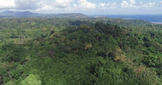 Forêt de M'Tsangamouji