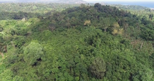 Forêt de M'Tsangamouji