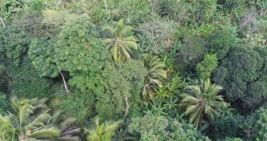 Forêt de M'Tsangamouji