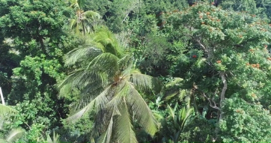 Forêt de M'Tsangamouji