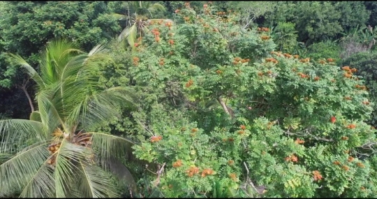 Forêt de M'Tsangamouji