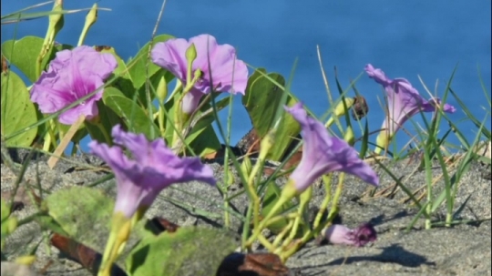 Ipomee de. bord de mer
