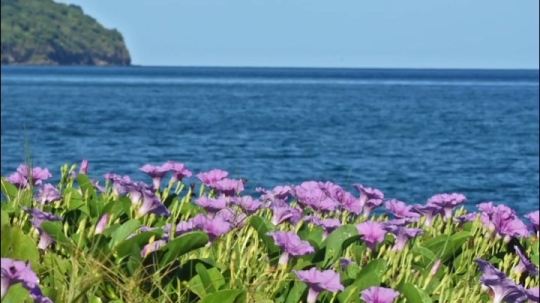 Ipomee de. bord de mer