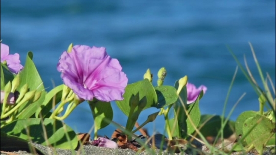 Ipomee de. bord de mer
