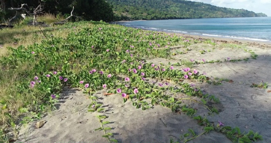 Ipomée sur la plage de M'Bouanatsa